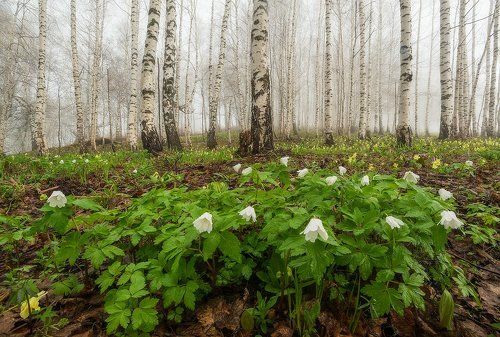 Весна в предгорьях