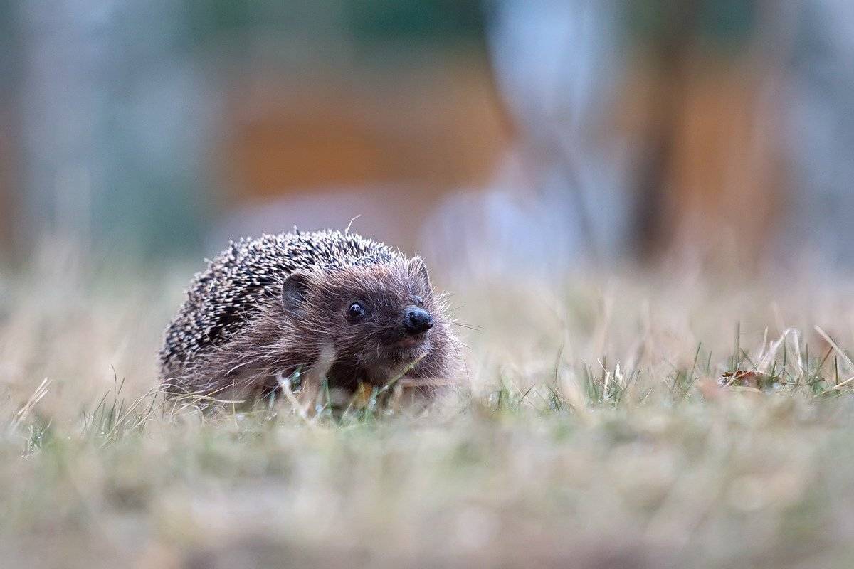 Дикие животные, Ёж, Ёжик, Животные, Природа, Елена Соловьёва