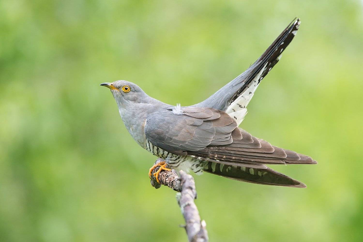 , Сумников Алексей