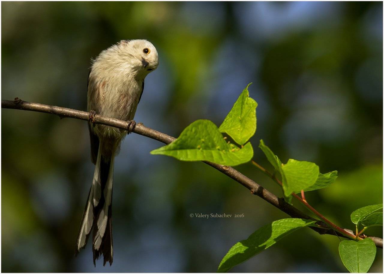 , Валерий Субачев