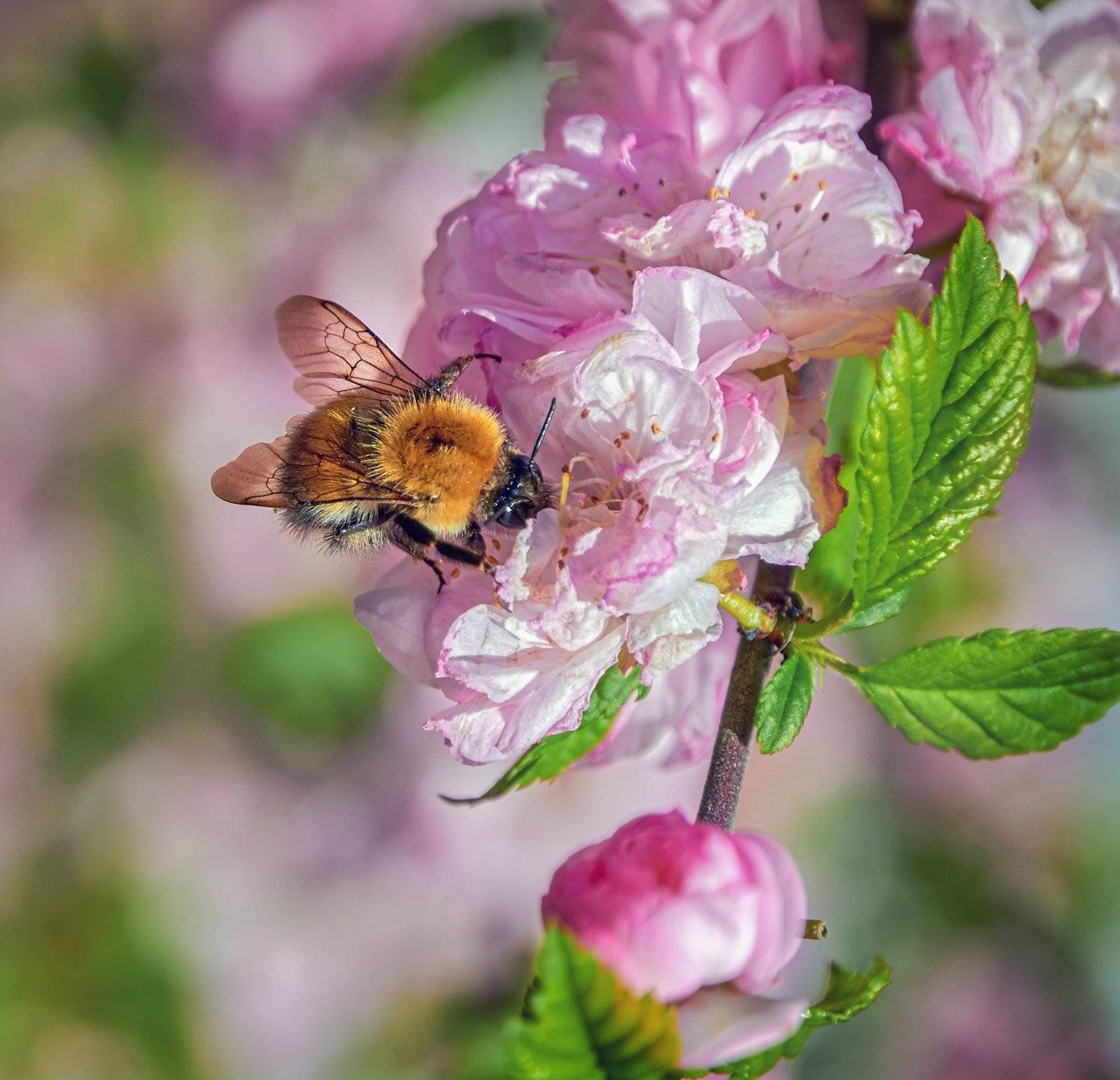, Олег Богданов