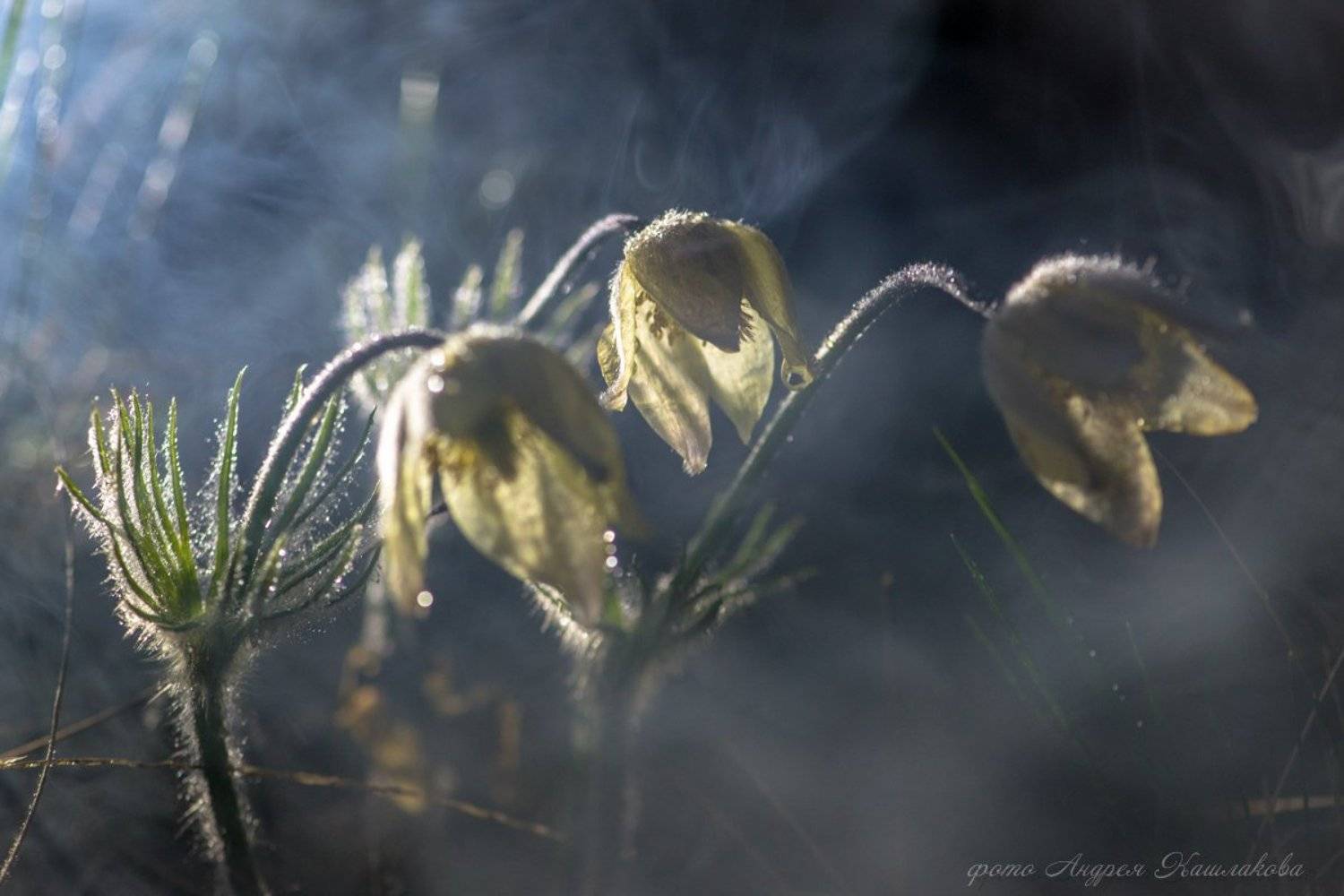 , Андрей Кашлаков