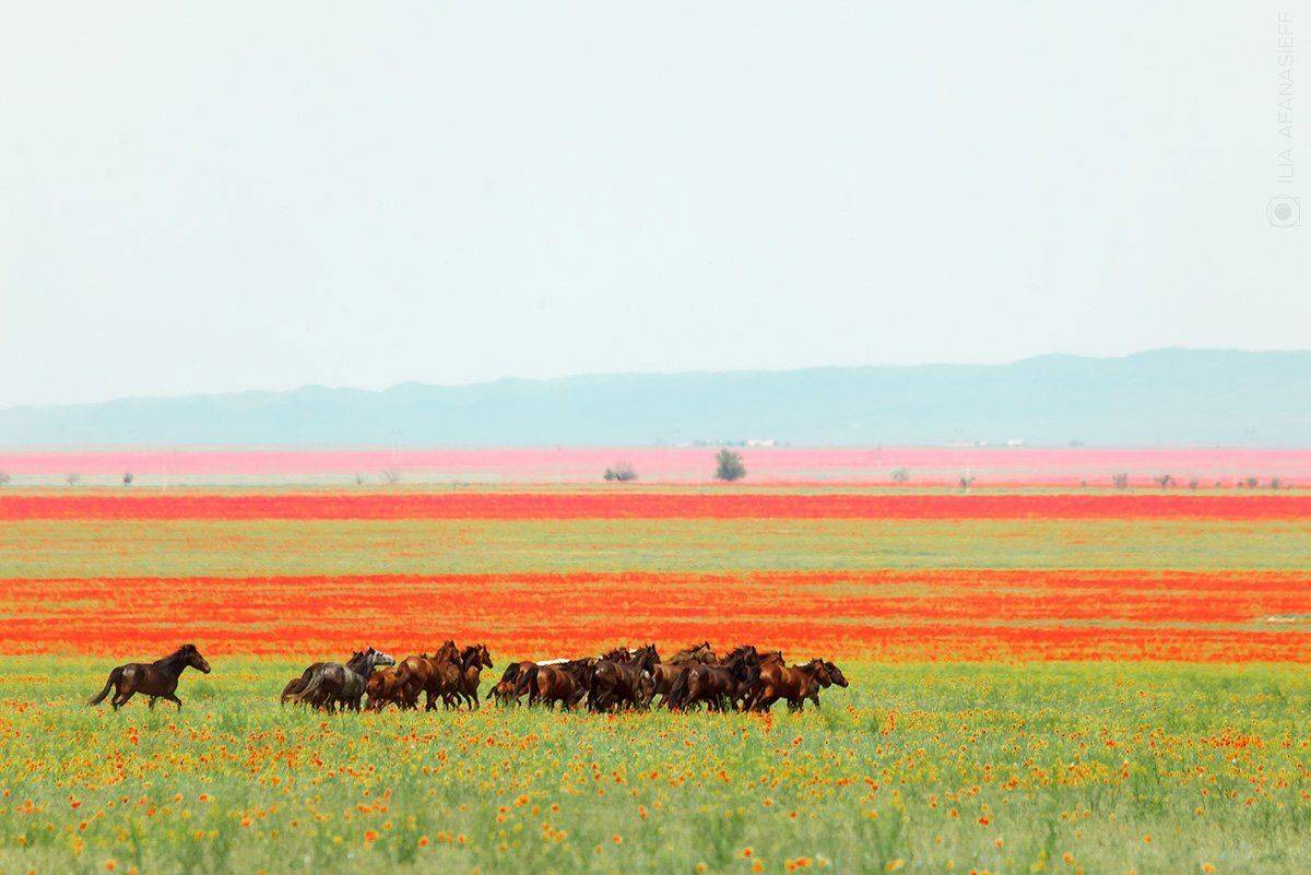 , Илья Афанасьев