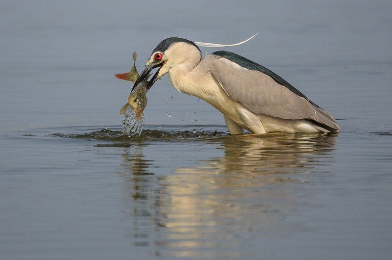 Удачная рыбалка! фото превью