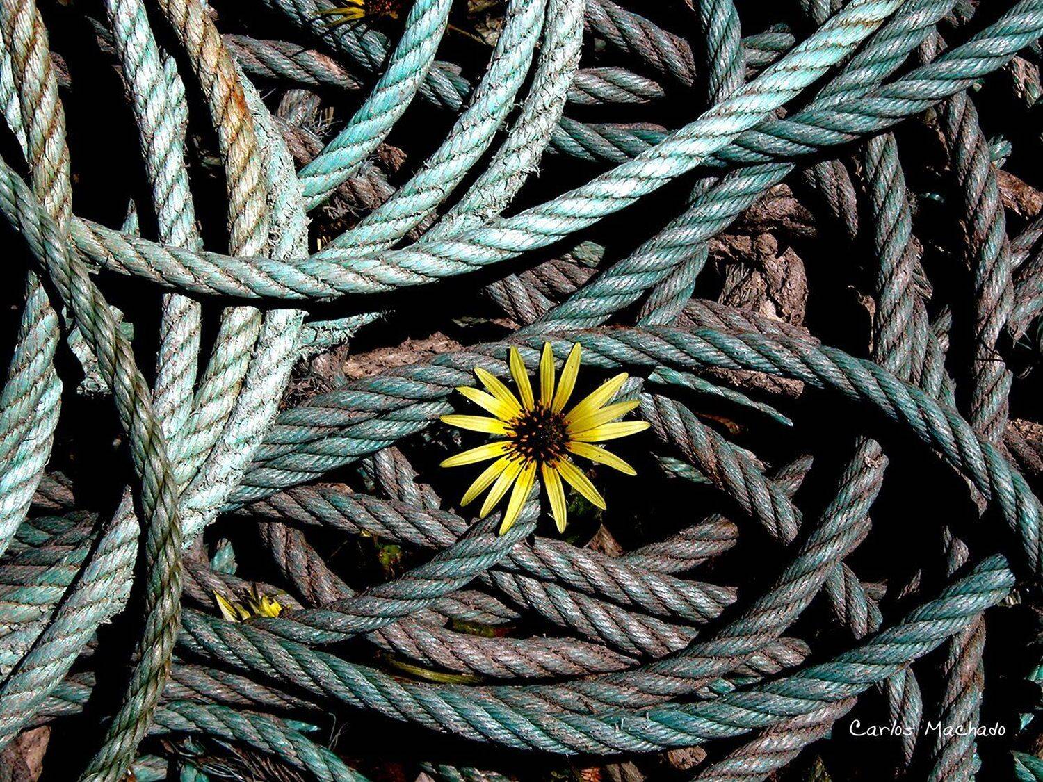 Macro, Travel, Other, Reportage, Still life,, Carlos Machado