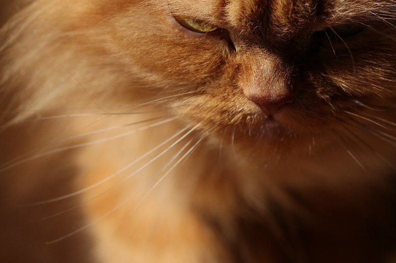 рыжая морда  зреет план мести. фото превью