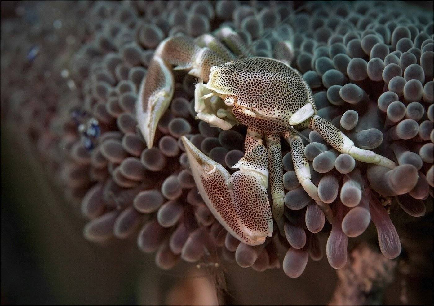 фарфоровый краб, филиппины, Сергей Гаспарян