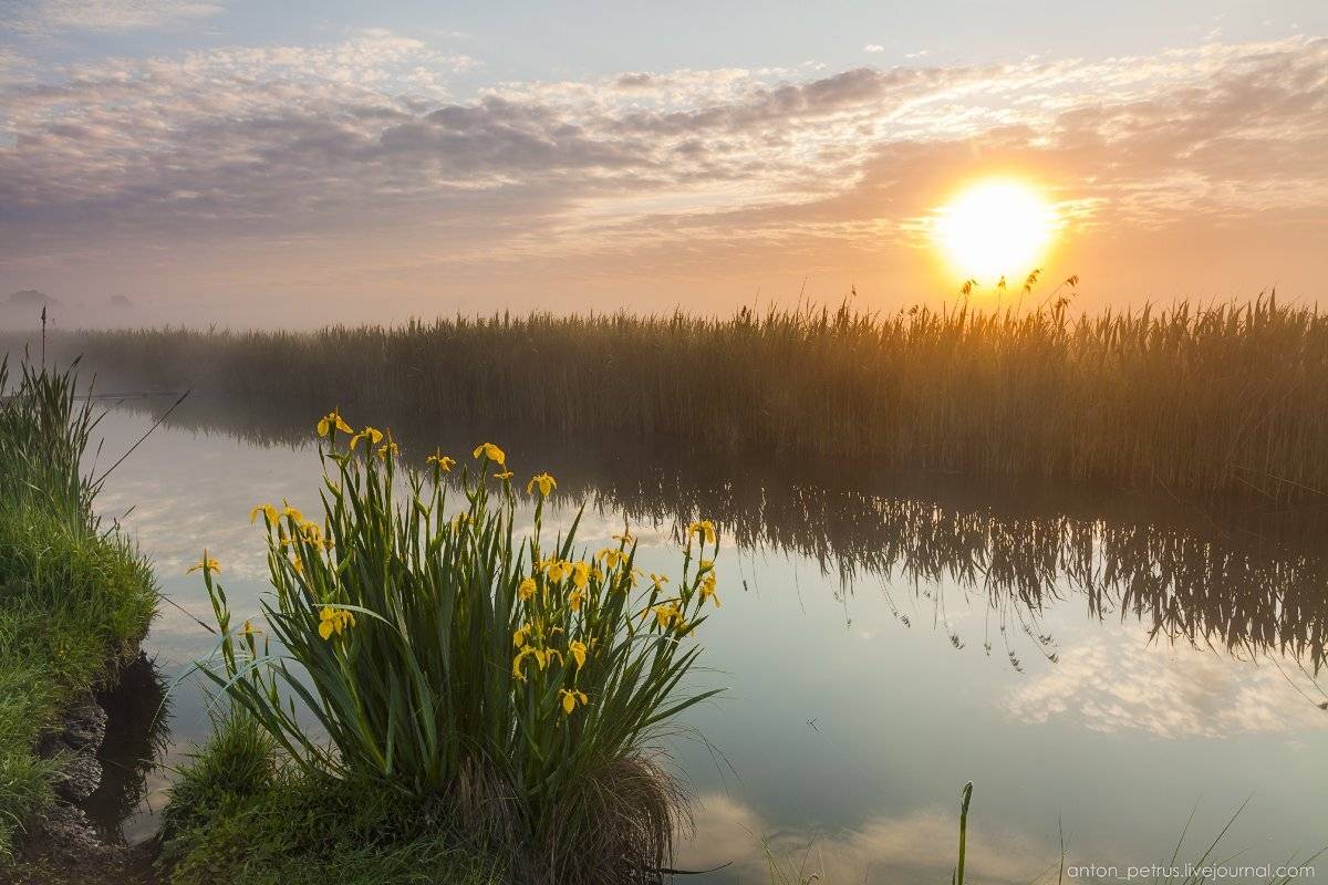 Барышевка, Рассвет, Река, Туман, Антон Петрусь