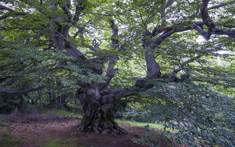 Monster Tree фото превью