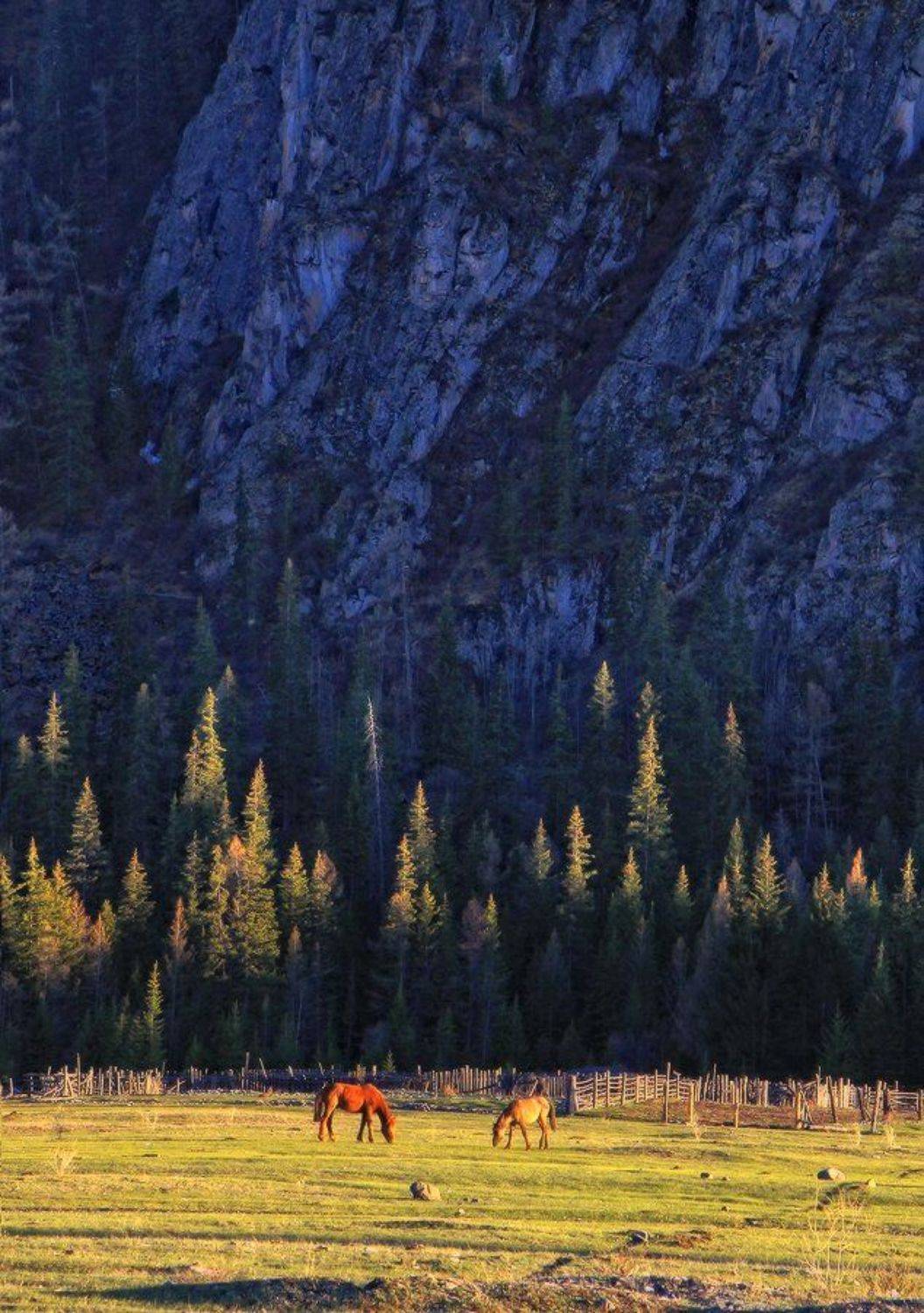 алтай, горный алтай, акташ, лошади, вечер, скалы, Галина Хвостенко