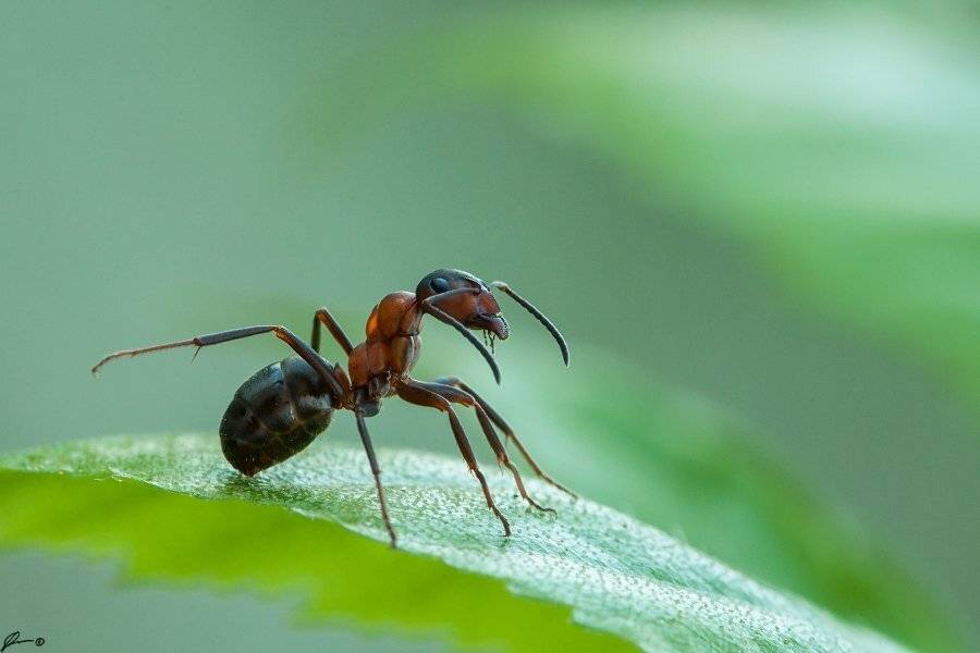Insect, Macro, Makro, Nature, Mariusz Oparski