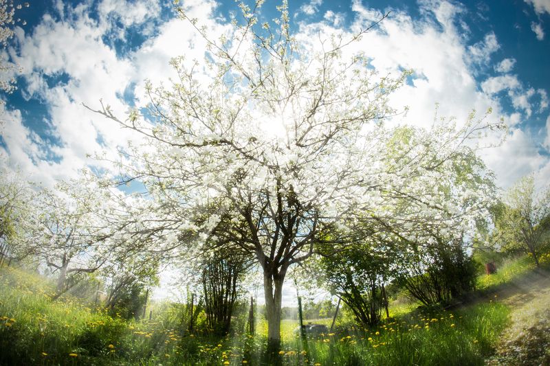 яблони фото превью