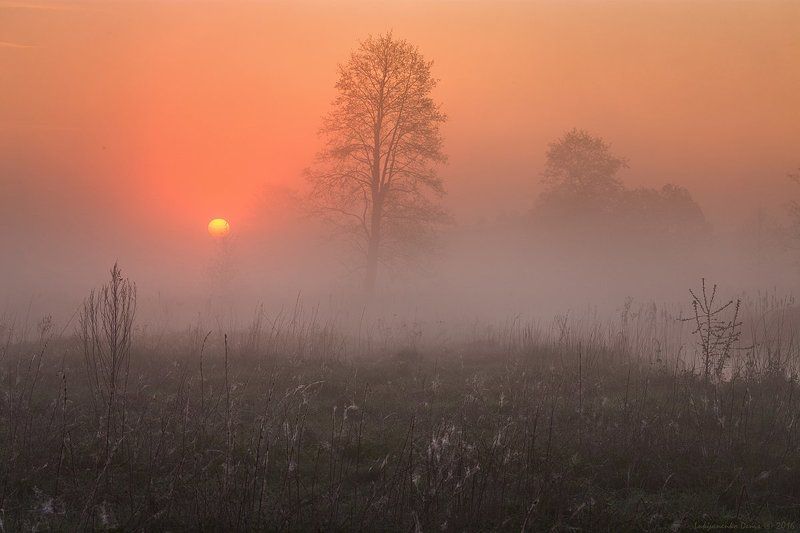 2016, украина, сумская область, кролевец, реть, весна, деревья, паутина, рассвет, солнце, туман, утро *** фото превью
