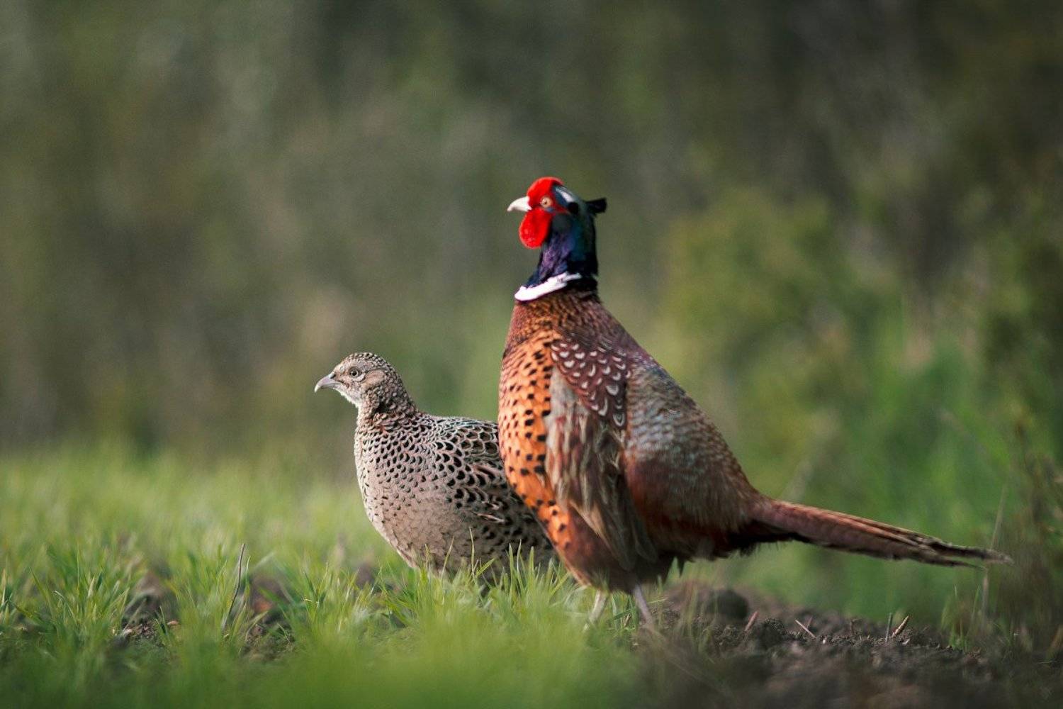 birds, wildlife,Common pheasant, Wojciech Grzanka