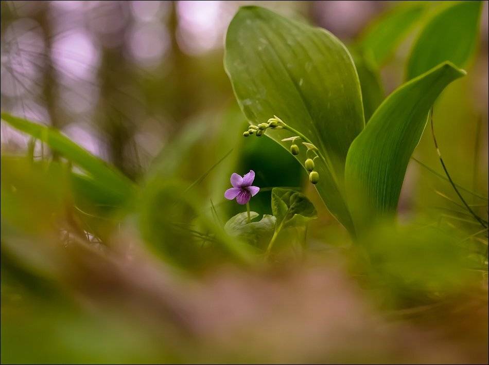 , Бурлов Андрей