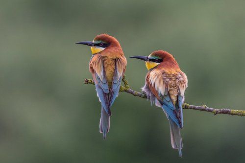 European Bee-eater