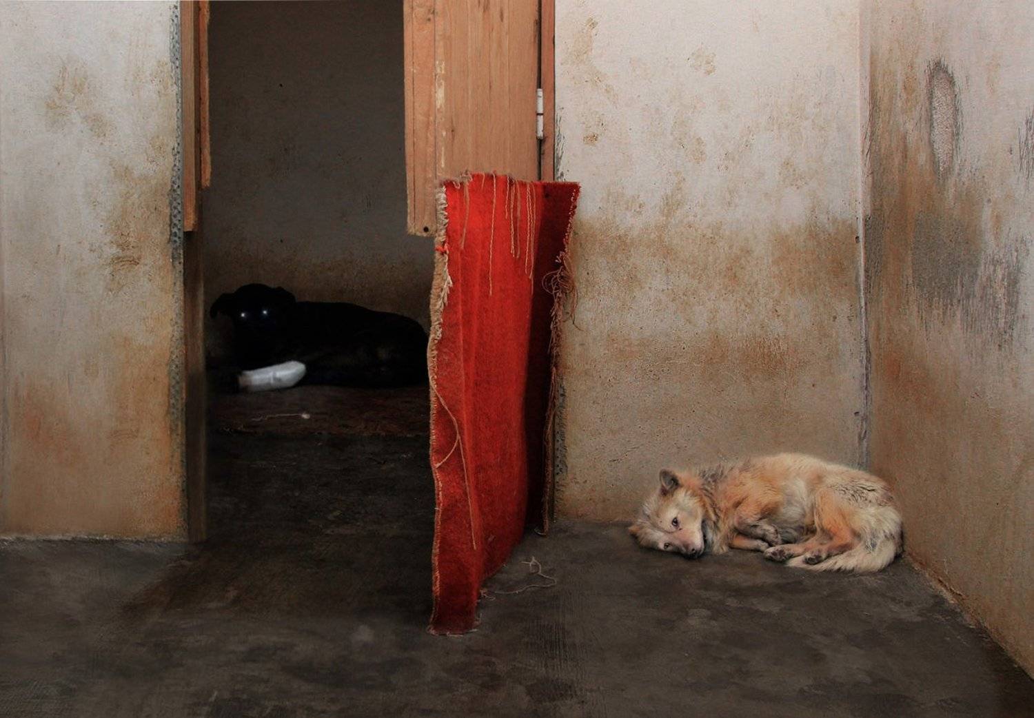 собаки, животные, приют, Рита Гадар