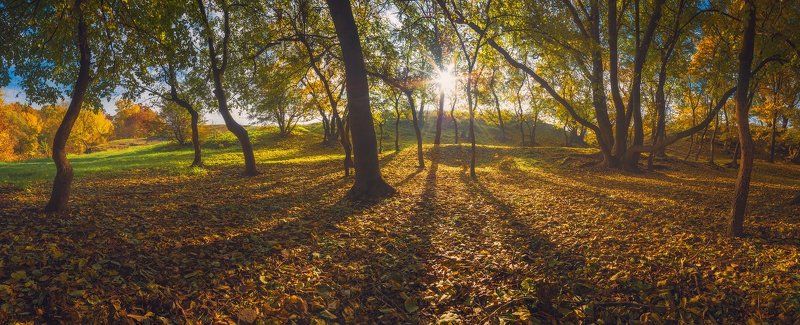 Зуевский лес фото превью