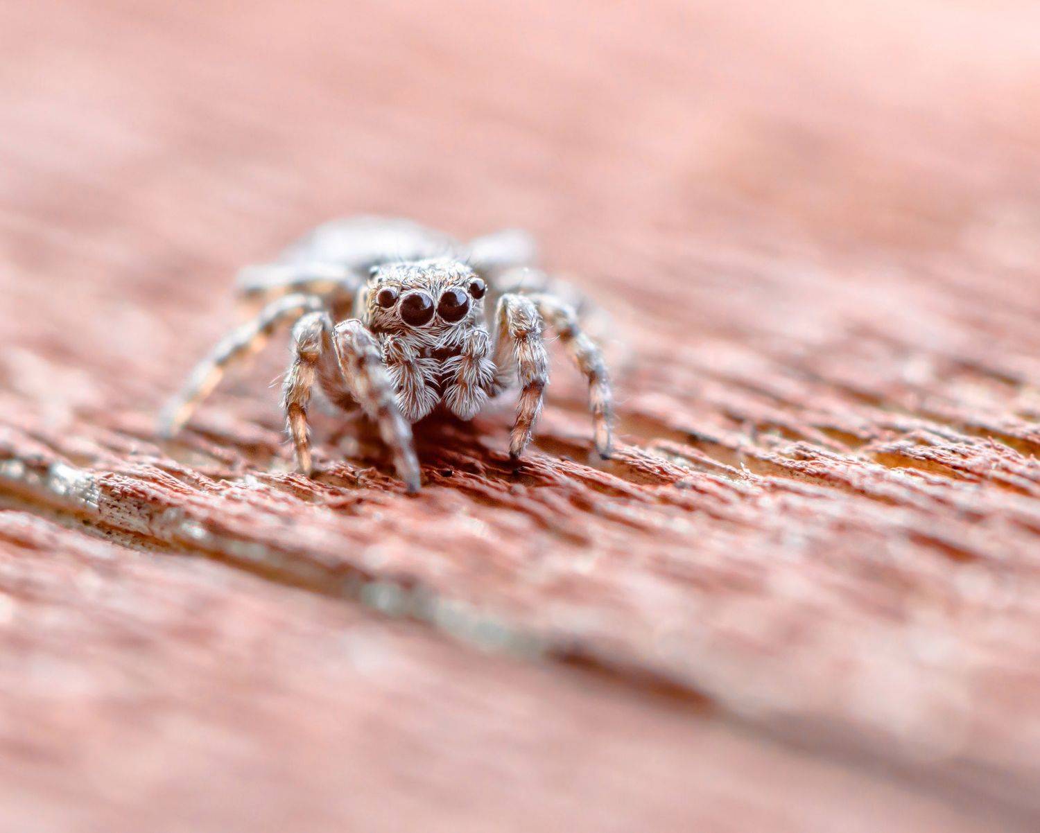 sitticus pubescens, весна, глаза, дерево, кроха, макро, маленький, паук, скакун, серый, скакунчик, удлинительные кольца, Ксения Соварцева