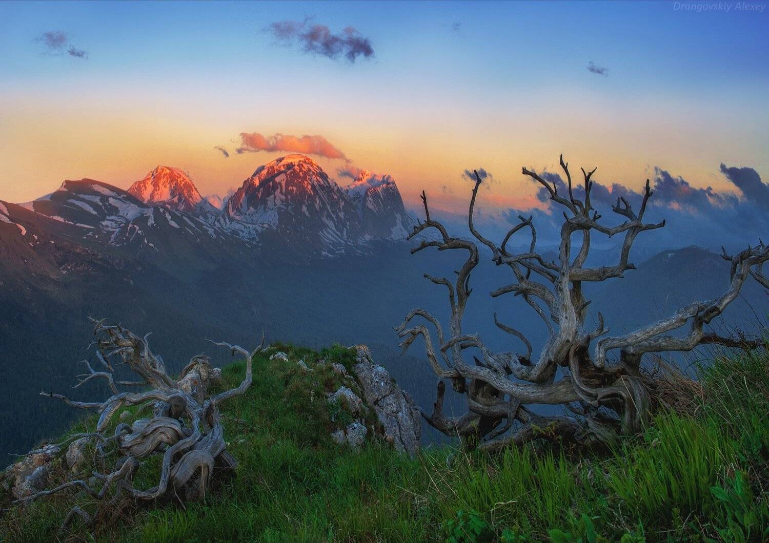 , Алексей Дранговский