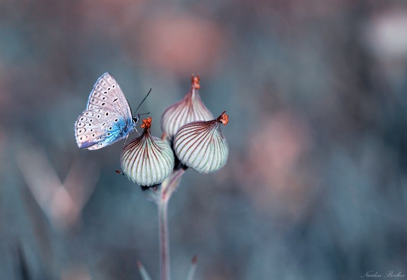 * фото превью