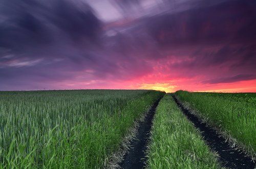Field of wheat at sunset
