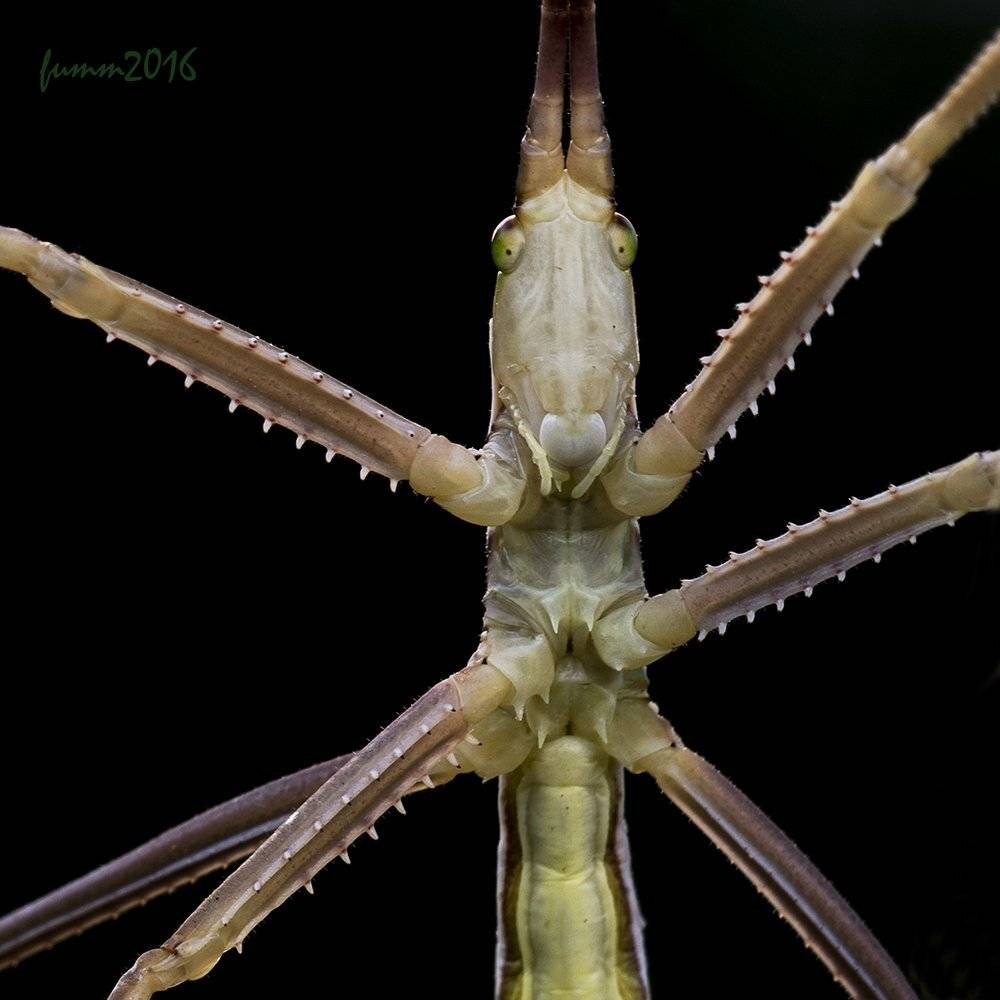 , Игорь ФУММ