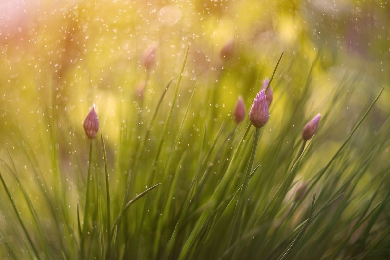 Цветущий лук фото превью
