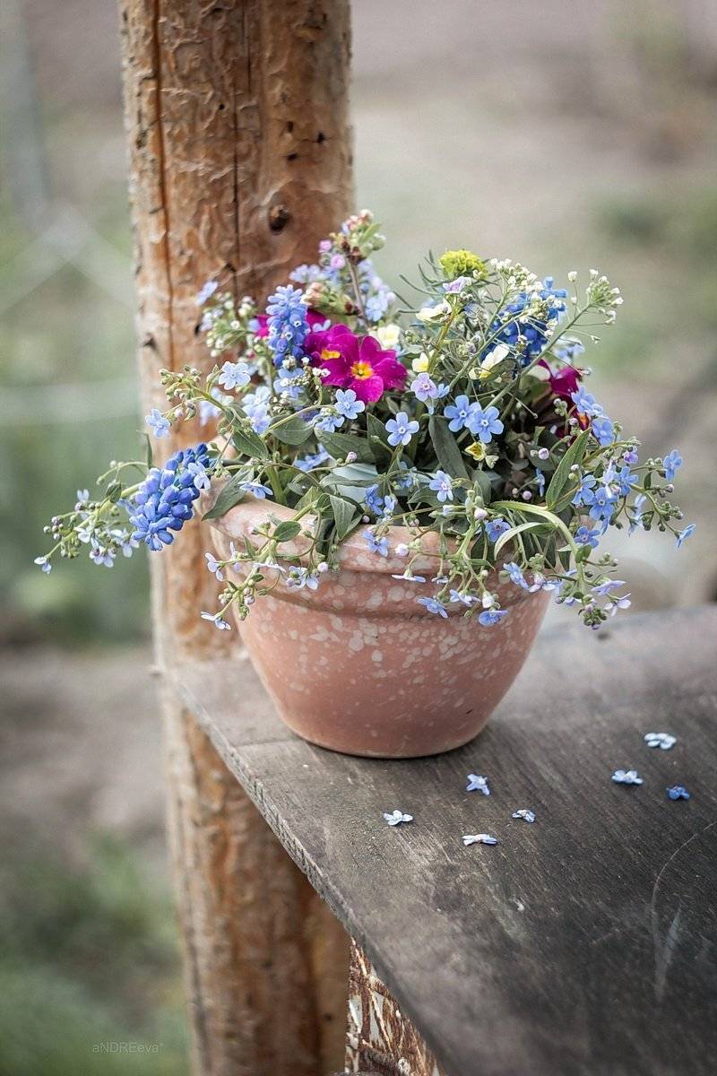 , Svoboda Andreeva