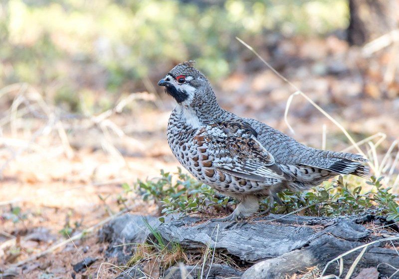 Рябчик фото превью