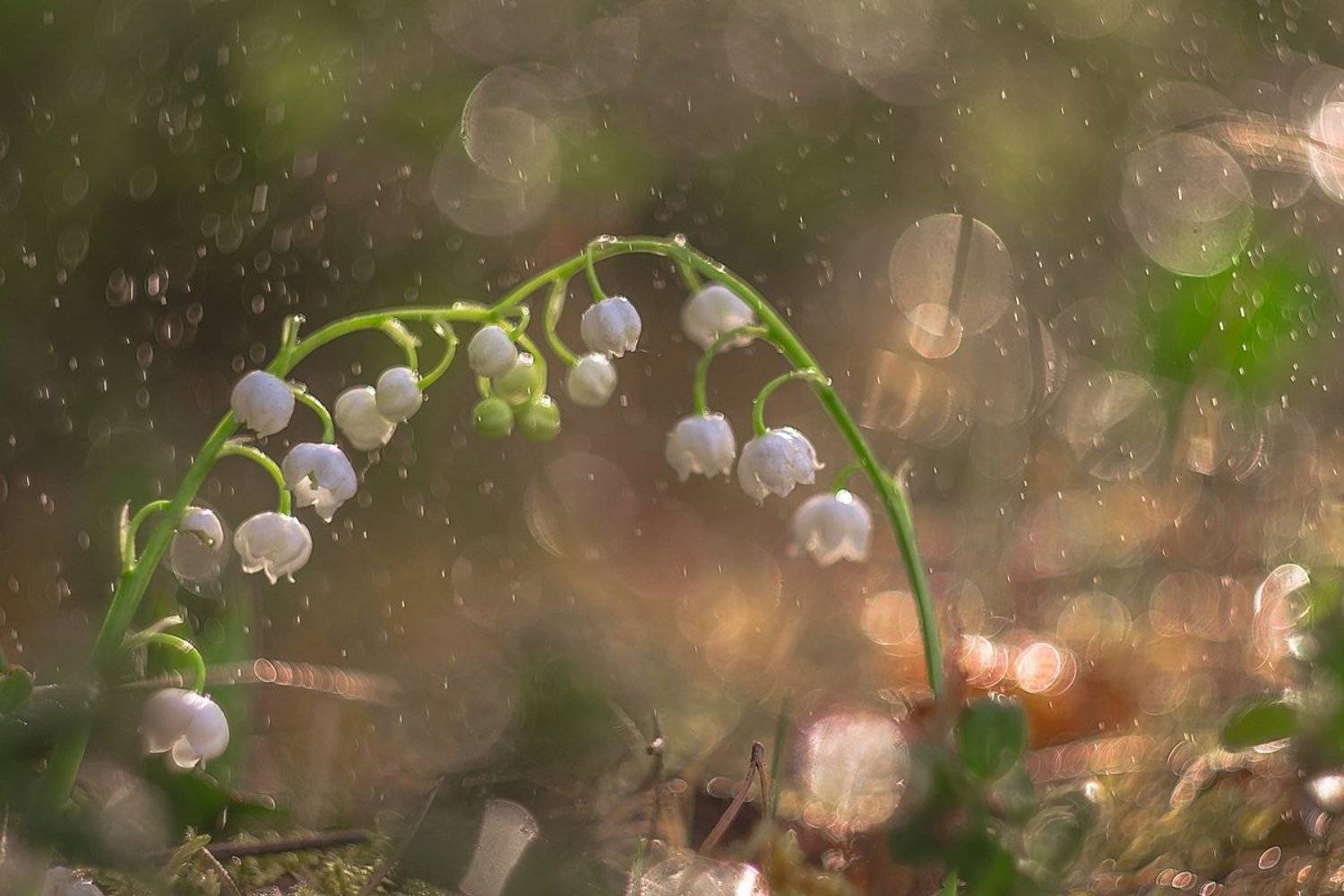 макро, Олег Зкл