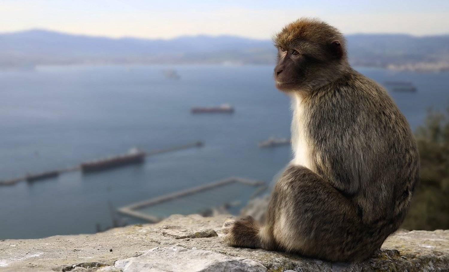 Великобритания, Гибралтар, Гибралтарский пролив, Испания, Магот, Обезьяна, Средиземное море, troofel