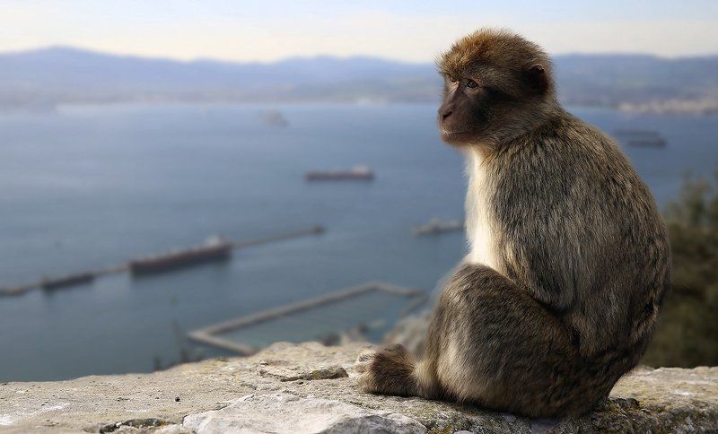 Великобритания, Гибралтар, Гибралтарский пролив, Испания, Магот, Обезьяна, Средиземное море Гибралтар фото превью