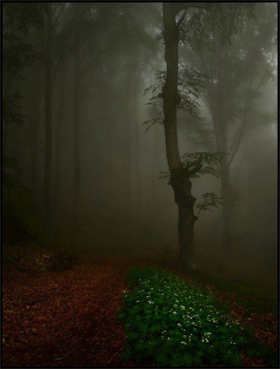 , Владимир Метцгер