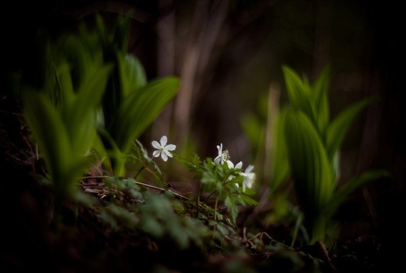 А вот и мы,а что не ждали? фото превью