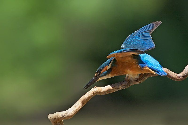 зимородок, земеродно рибарче Зимородок фото превью