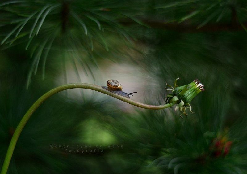 Forest nook