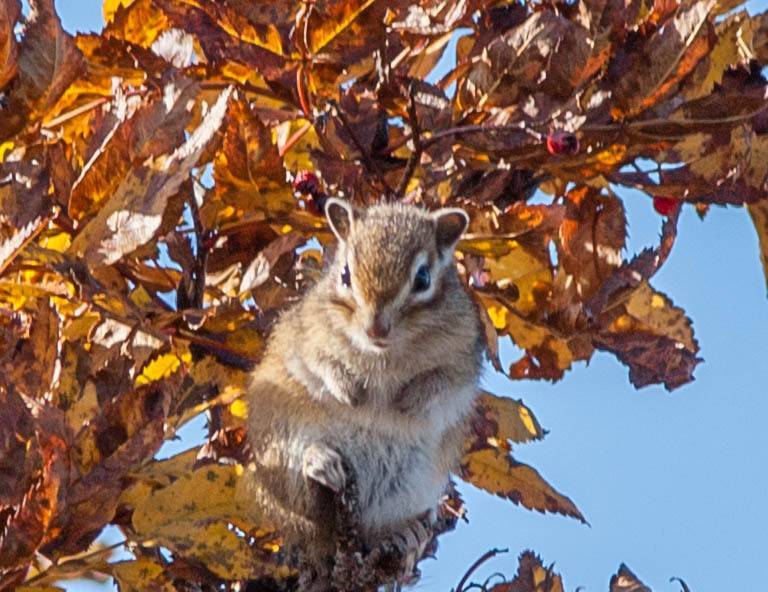 Бурундучелло фото превью