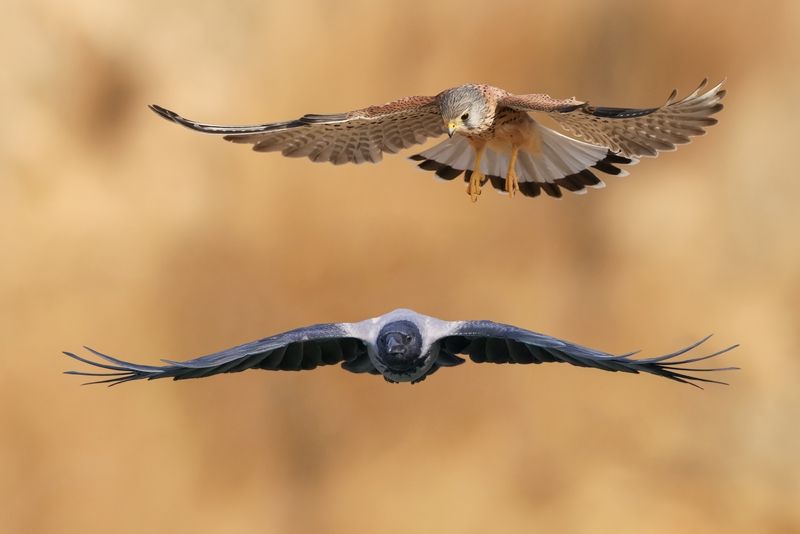 The Pursuit фото превью