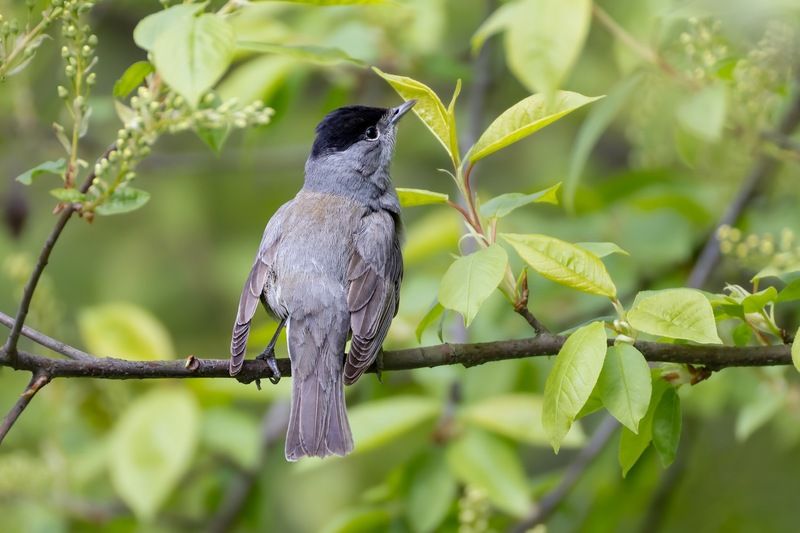 черноголовая славка, славка, птицы, славка-черноголовка Славка-черноголовка фото превью