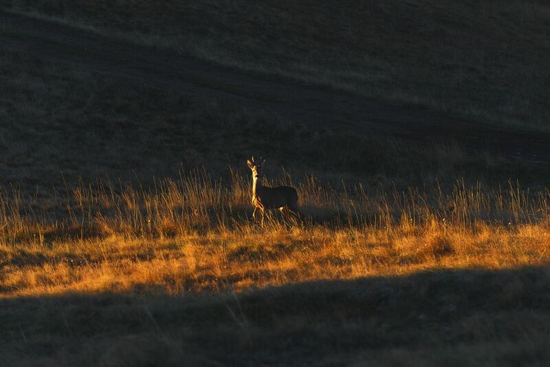 В первых лучах солнца фото превью