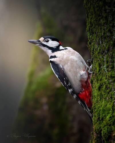 - Зимы не видать?