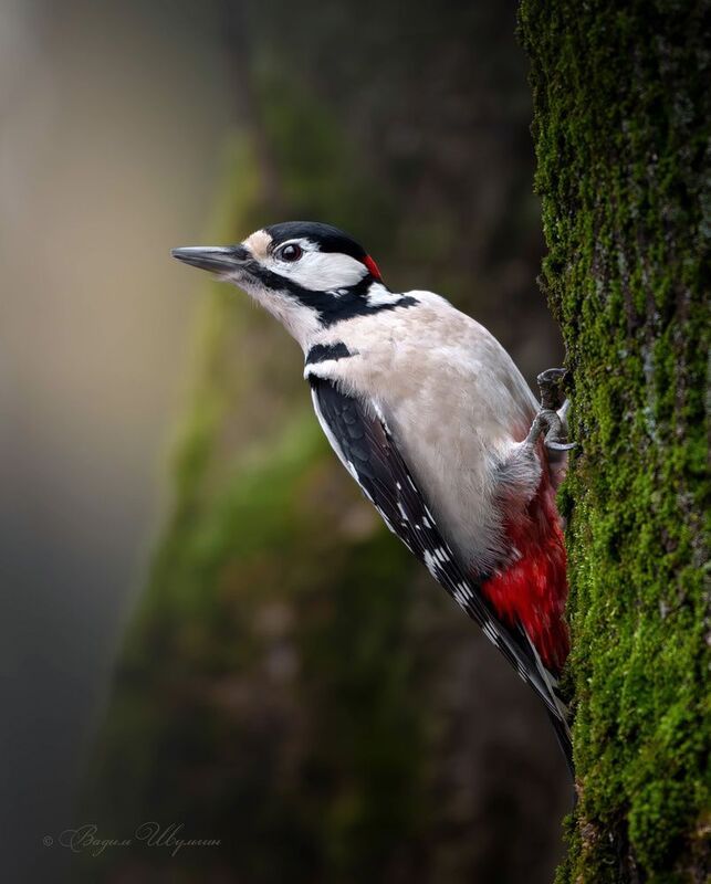 дятел - Зимы не видать? фото превью