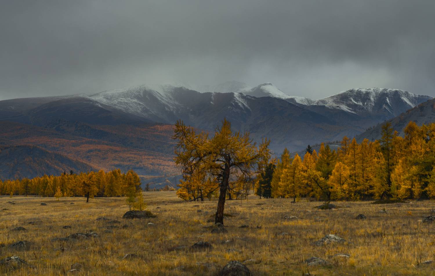 россия, горный алтай,осень, утро, степь, Андрей Поляков
