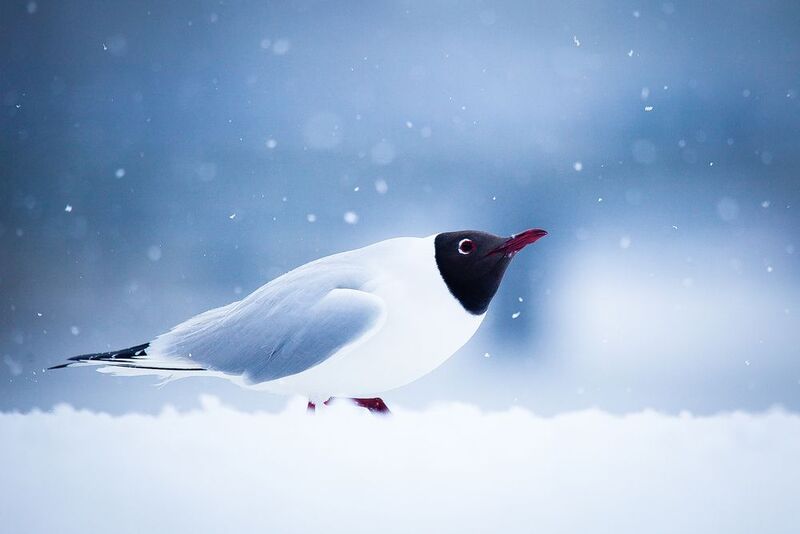 Gull фото превью