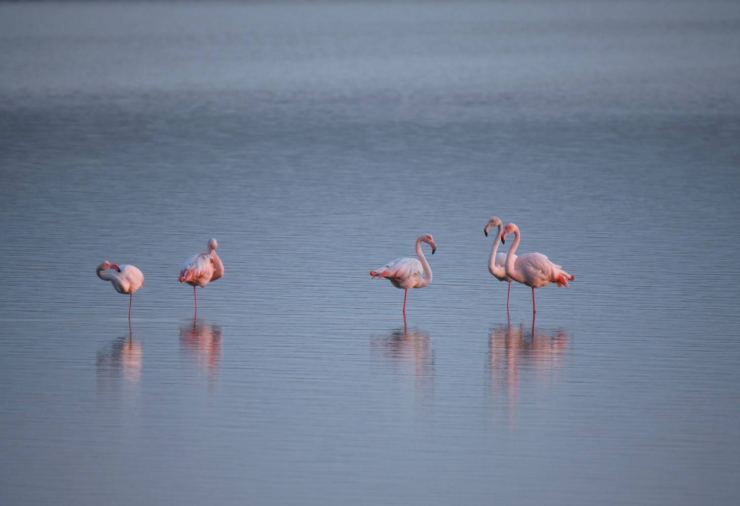 , Герчев Николай