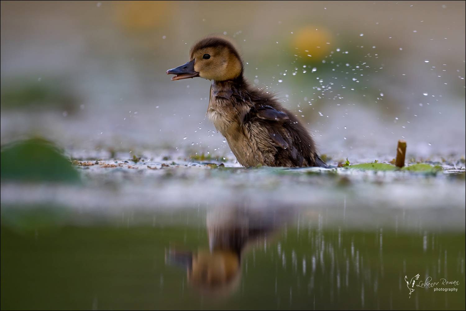 , Лобанов Роман