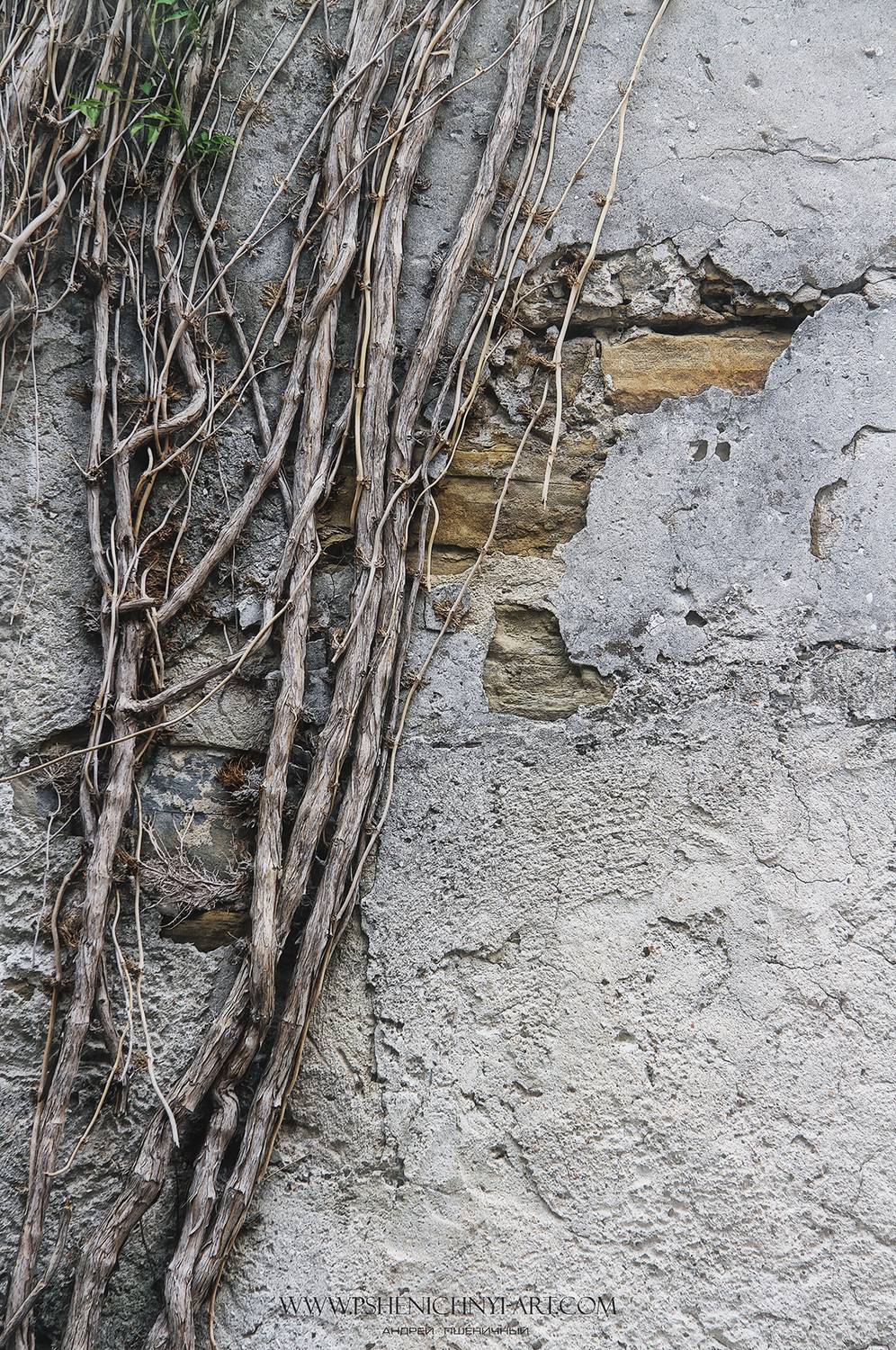 европа, средневековье, стены, ветви, живопись, минимализм, время, Пшеничный Андрей