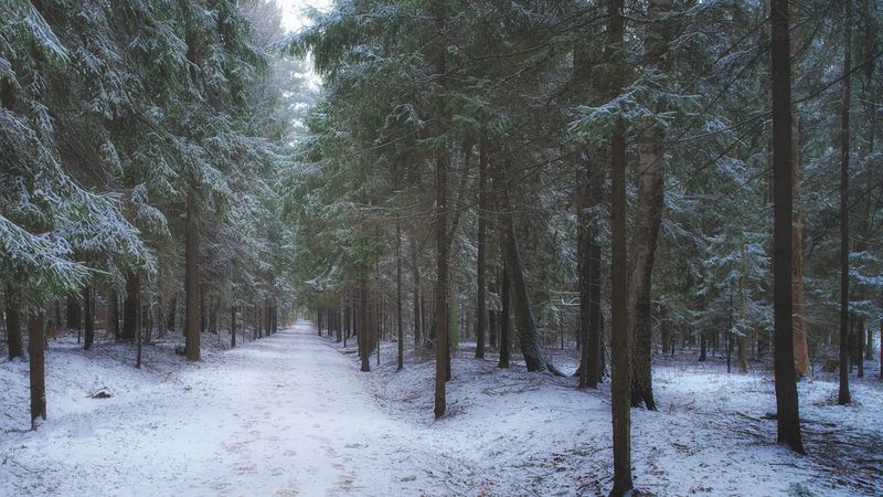 зимний лес фото превью