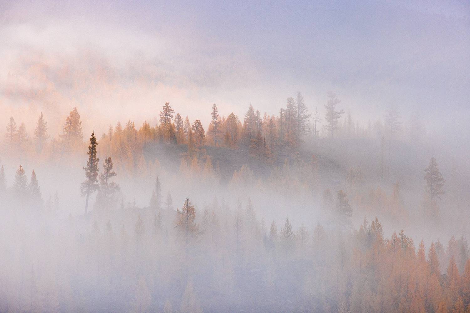 алтай, осень, рассвет, туман, деревья, листенницы, Сергей Буторин